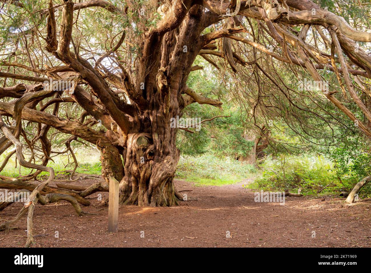 Eine alte Eibe, möglicherweise bis zu 2.000 Jahre alt, im Kingley Vale National Nature Reserve in West Sussex, England, Großbritannien Stockfoto