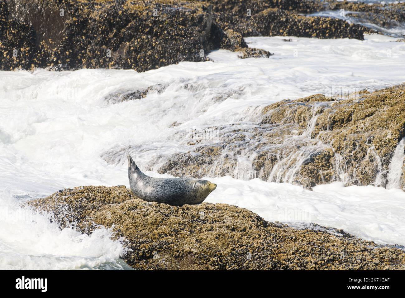 Die Wellen strömen zu einer Seehunde, die sich auf einem Felsen an der Küste von Oregon sonnt Stockfoto