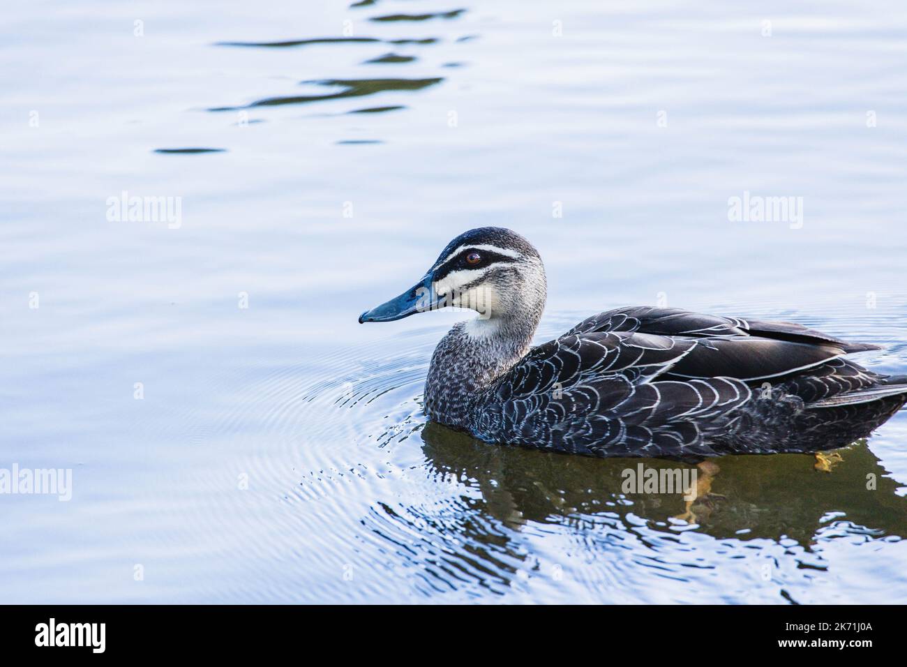 Pacific Black Duck in Aktion Stockfoto