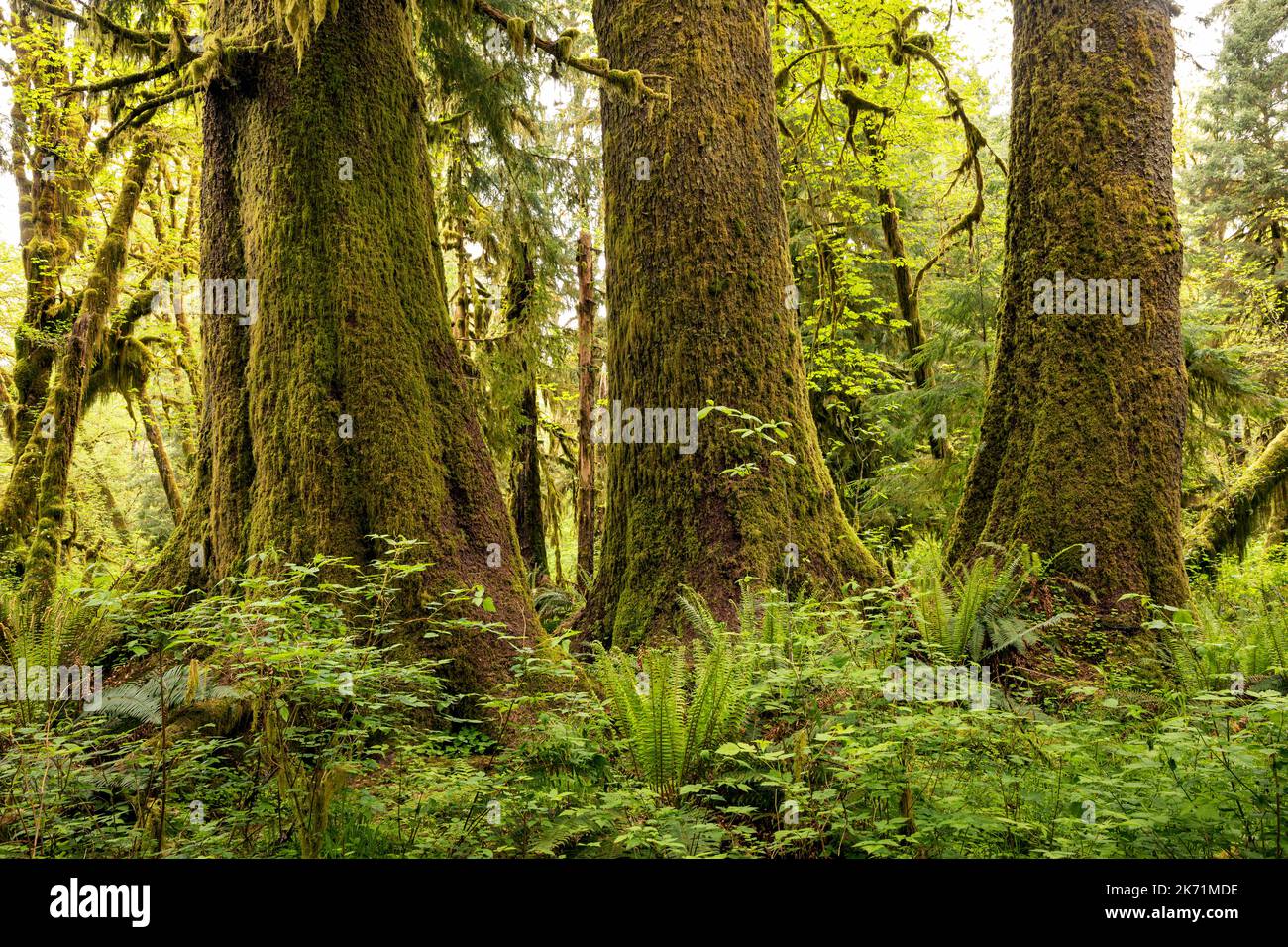 WA22274-00...WASHINGTON - Evergreen Bäume leicht mit Moos bedeckt neben Moos hingen Big Leaf Ahornbäume entlang des Maple Glade Nature Trail, Olympic NP. Stockfoto