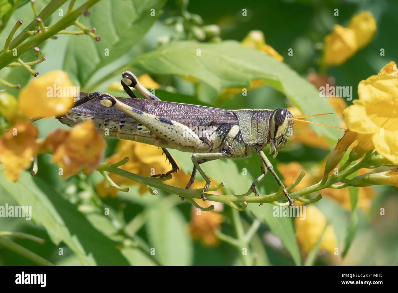 Eine obskure Vogelheuschrecke wandert auf einer blühenden esperanza-Pflanze, während sie sich zum Essen im Mitchell Lake Audubon Center in der Nähe von San Antonio, Texas, vorbereitet. Stockfoto