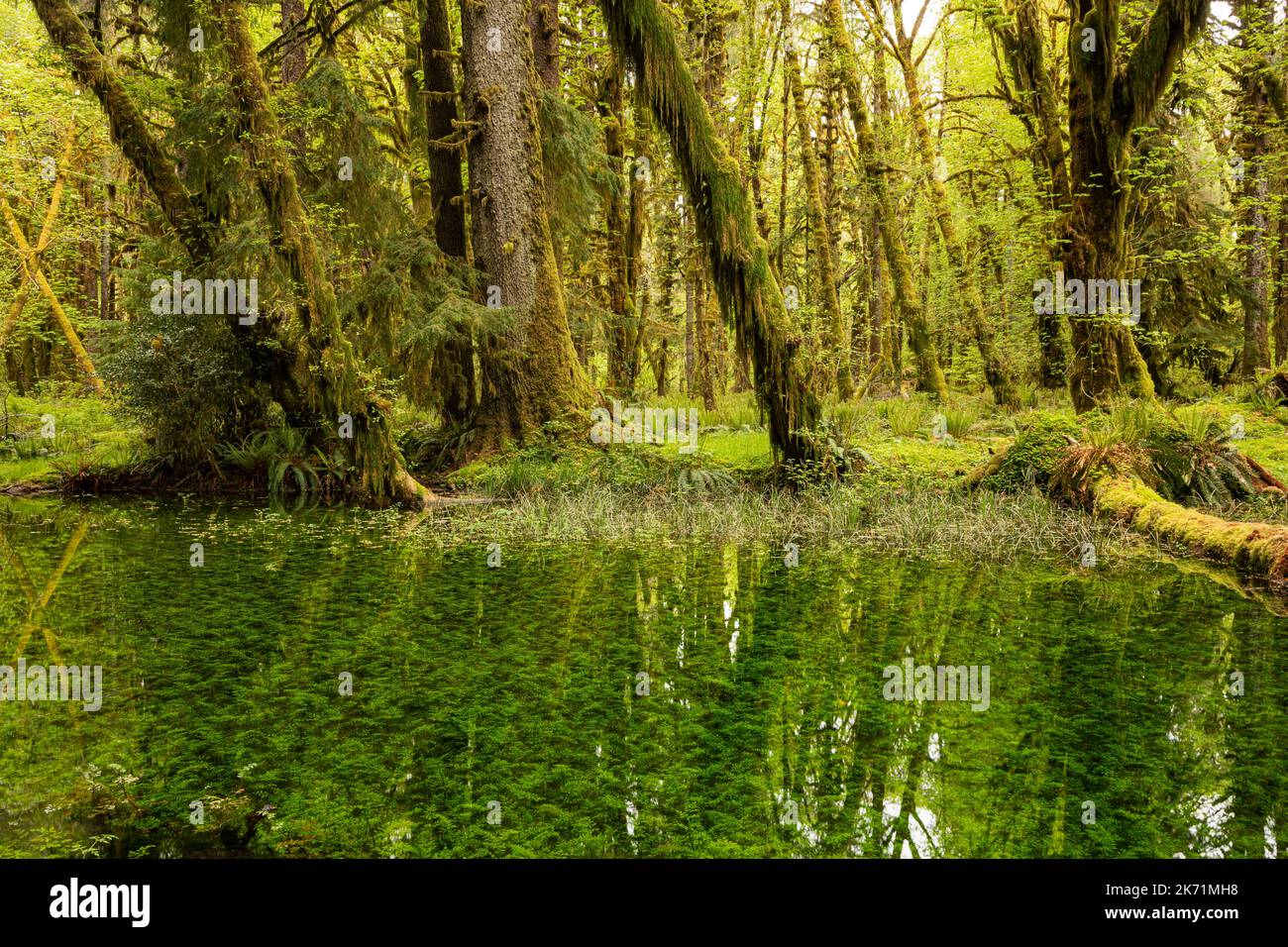 WA22275-00...WASHINGTON - Moos bedeckte Big Leaf Ahornbäume spiegeln sich in einem kleinen Teich entlang des Maple Glade Nature Trail im Quinault Rain Fore Stockfoto