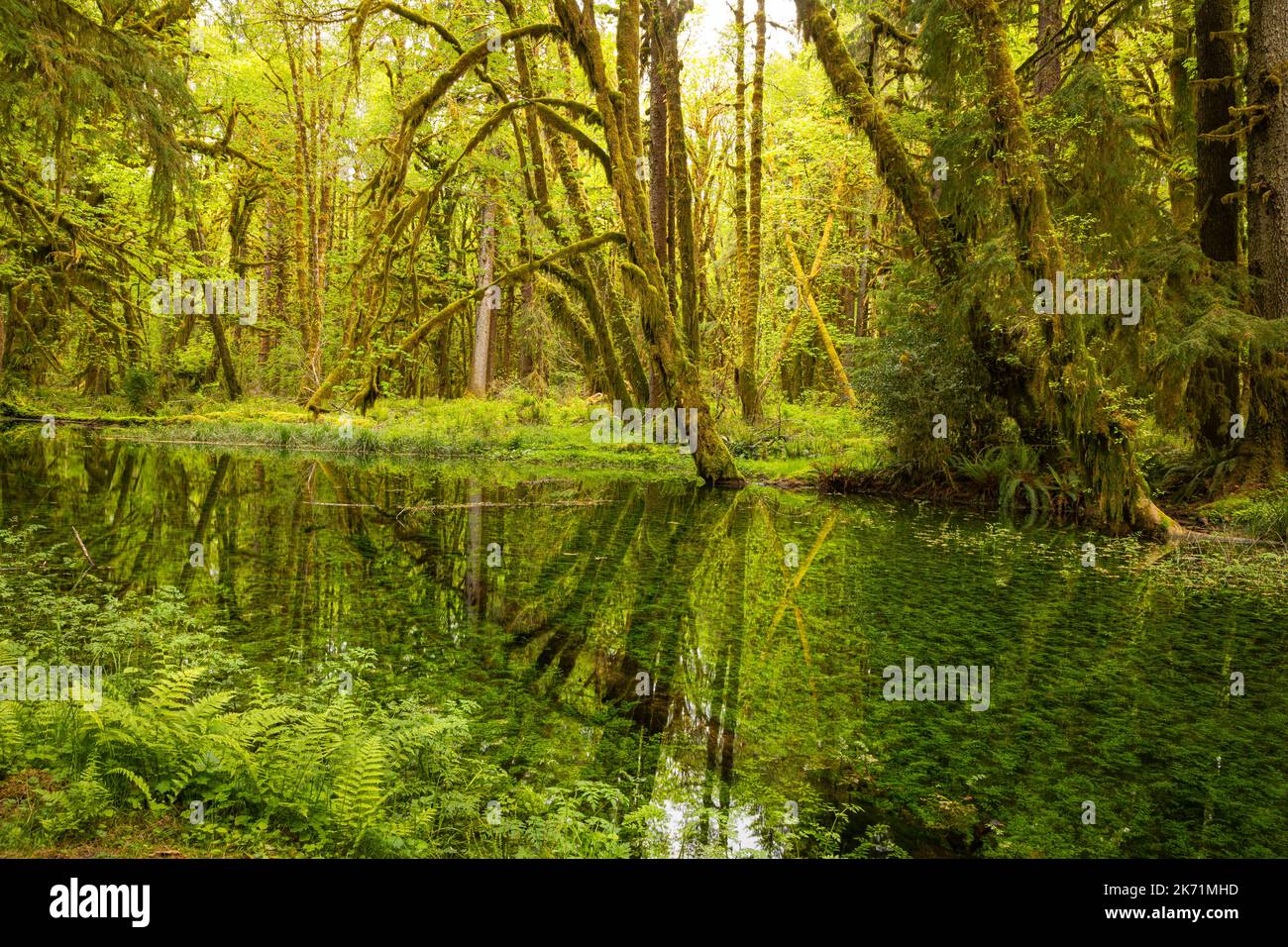WA22276-00...WASHINGTON - Moos bedeckte Big Leaf Ahornbäume spiegeln sich in einem kleinen Teich entlang des Maple Glade Nature Trail im Quinault Rain Fore Stockfoto