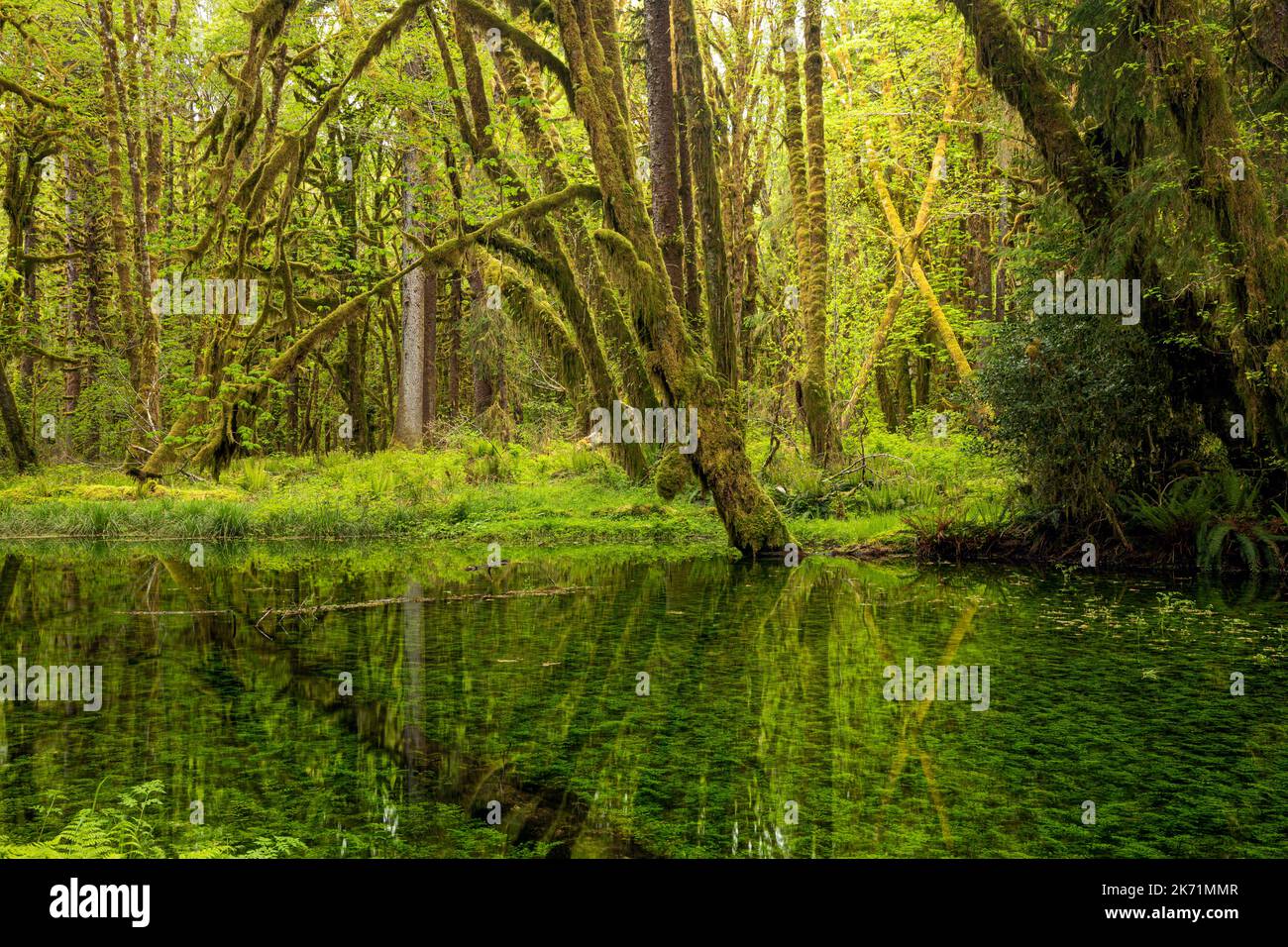 WA22277-00...WASHINGTON - Moos bedeckte Big Leaf Ahornbäume spiegeln sich in einem kleinen Teich entlang des Maple Glade Nature Trail im Quinault Rain Fore Stockfoto
