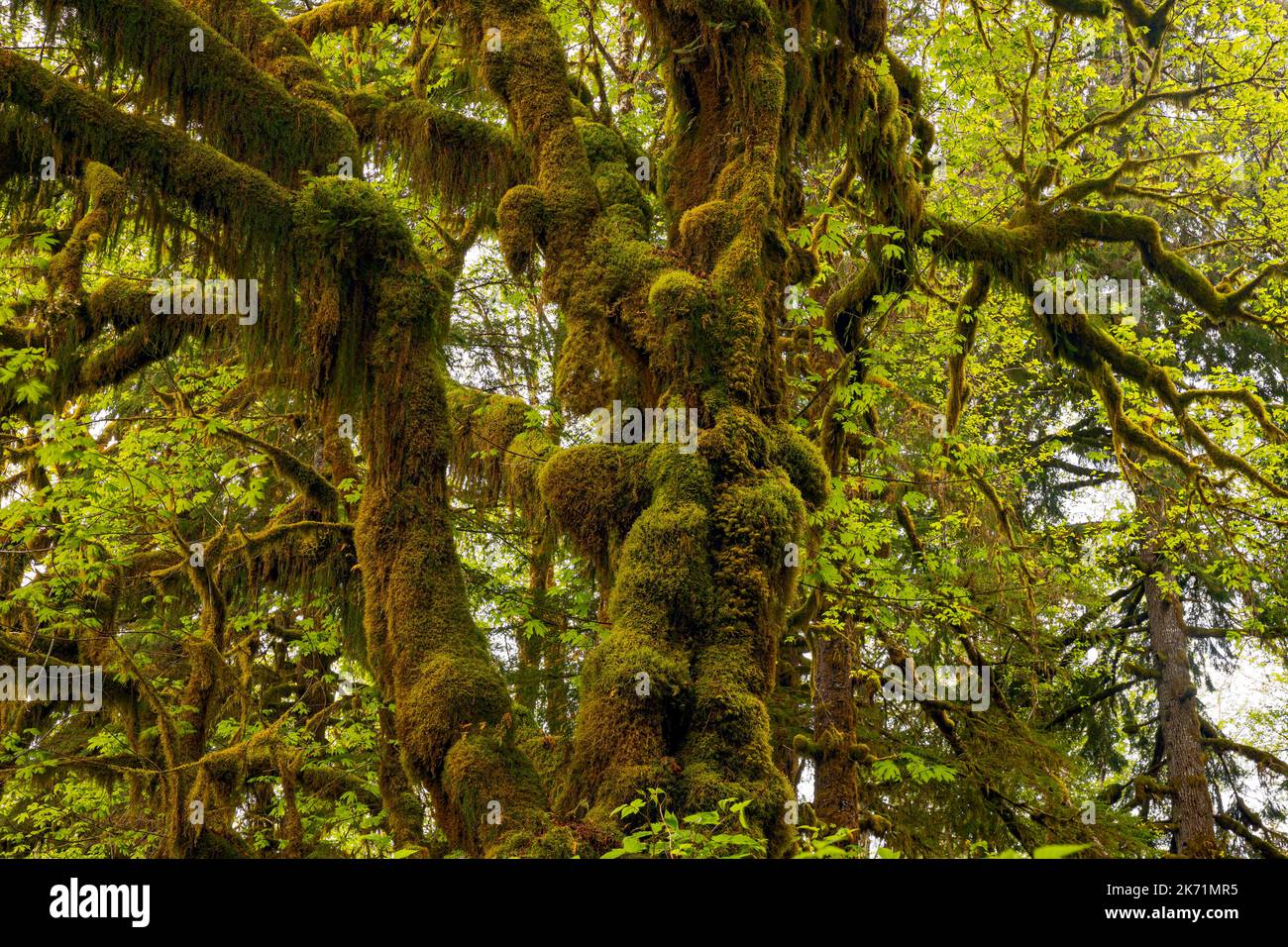 WA22278-00...WASHINGTON - in der Nähe der Krone eines moosbedeckten Big Leaf Ahorns, der sich entlang des Maple Glade Nature Trail im Quinault Rain Forest befindet., ONP Stockfoto
