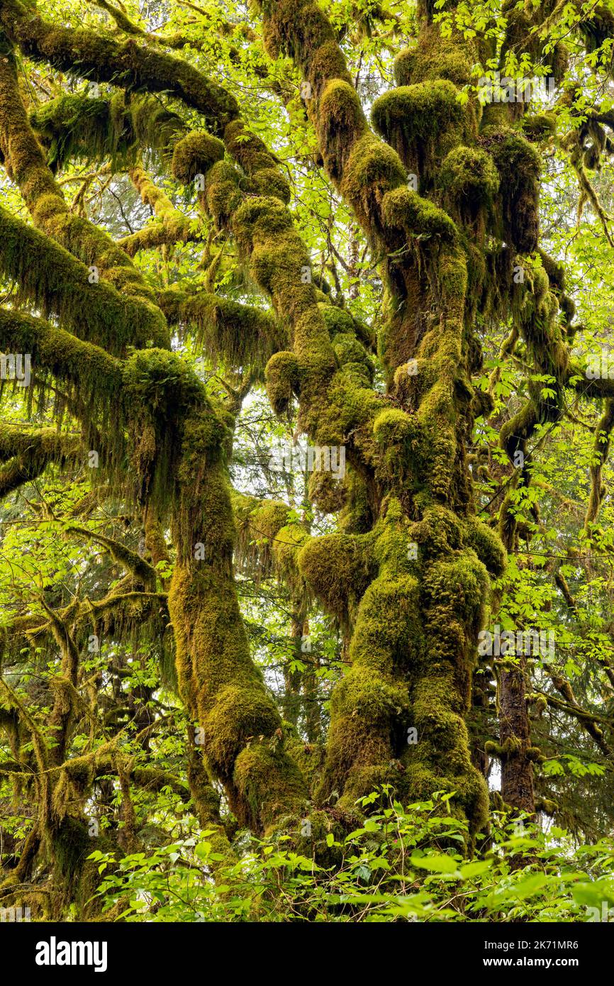 WA22279-00...WASHINGTON - in der Nähe der Krone eines moosbedeckten Big Leaf Maple, der sich entlang des Maple Glade Nature Trail, Quinault Rain Forest, Olympic NP, befindet. Stockfoto