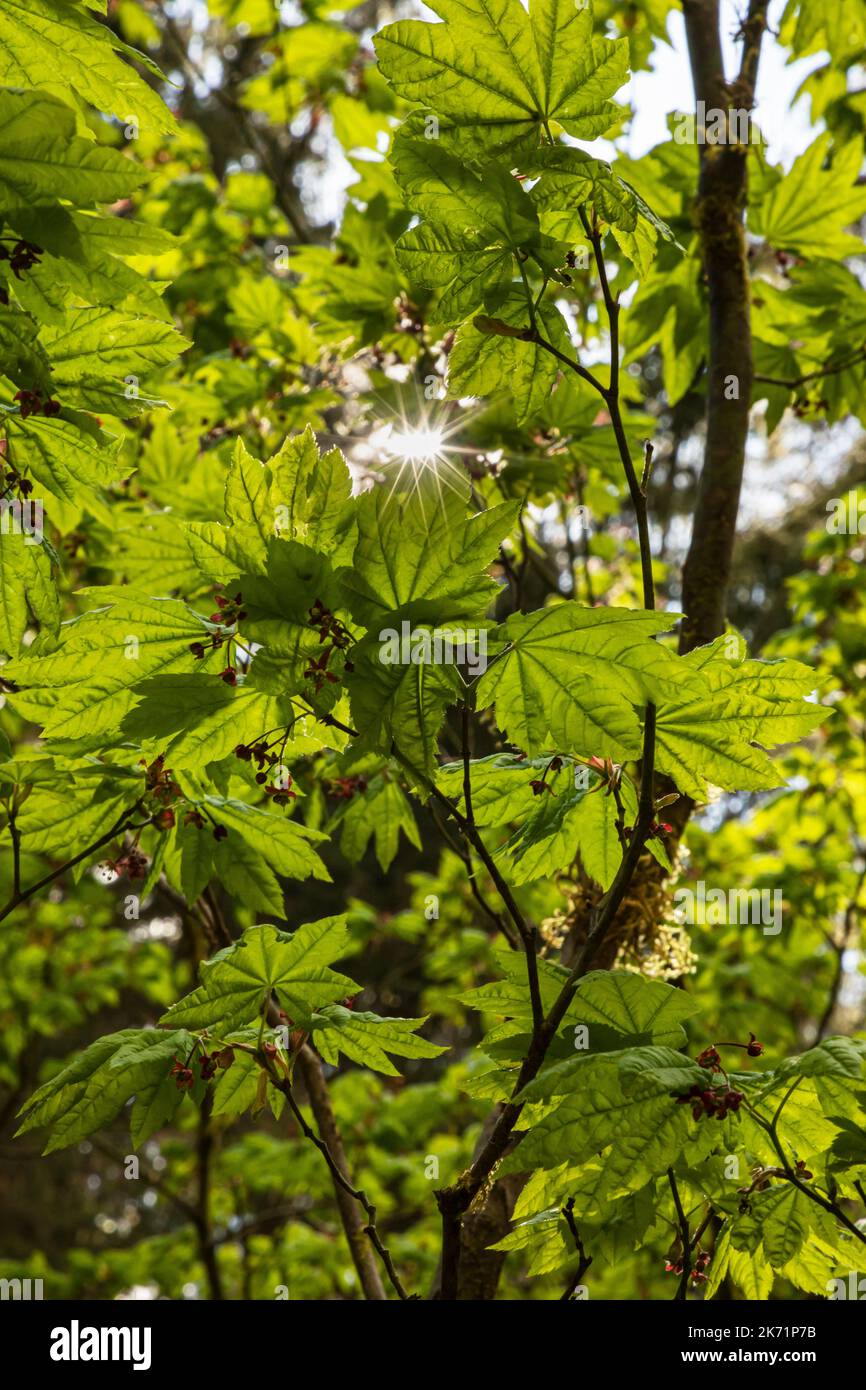 WA22306-00...WASHINGTON - die Sonnenstrahlen zwischen den Blättern eines Big Leaf Ahornbaums im Hoh Rain Forest des Olympic National Park. Stockfoto