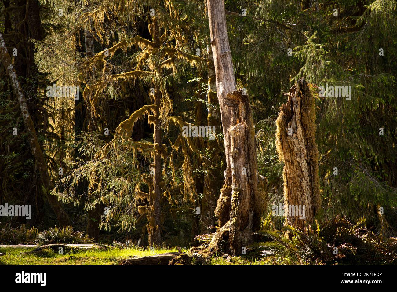 WA22315-00...WASHINGTON - Bäume am Rande einer Wiese am Ufer des Hoh River im Olympic National Park. Stockfoto