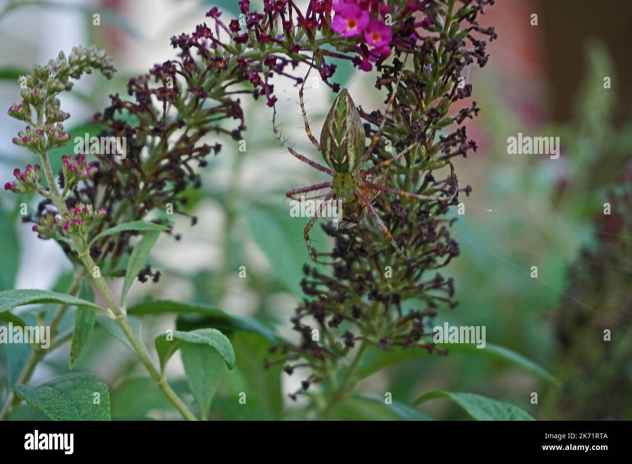 Eine Green Lynx Gartenspinne mit Beute Stockfoto