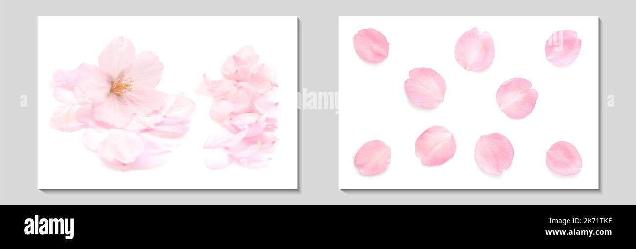Japanische natürliche rosa Kirschblüten und Blütenblätter, reinweißer Hintergrund, Frühling Fotografie Set Stockfoto