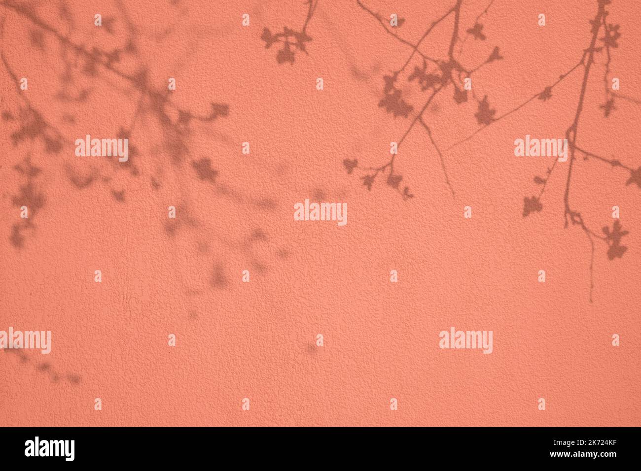 Kirschbaum Schatten auf Korallen rosa Beton Wand Textur Hintergrund Stockfoto
