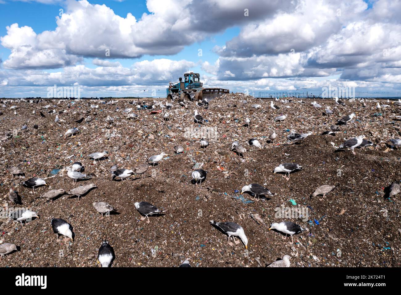 Eine Bulldozer-Maschine, die Abfall und Hausmüll auf eine große Deponie mit Vögeln bewegt, die nach Nahrung wüten Stockfoto