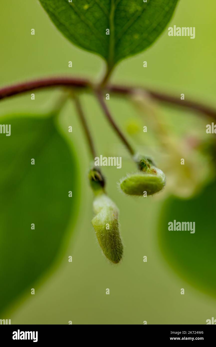 Lonicera xylosteum Blume wächst auf der Wiese, Makro Stockfoto