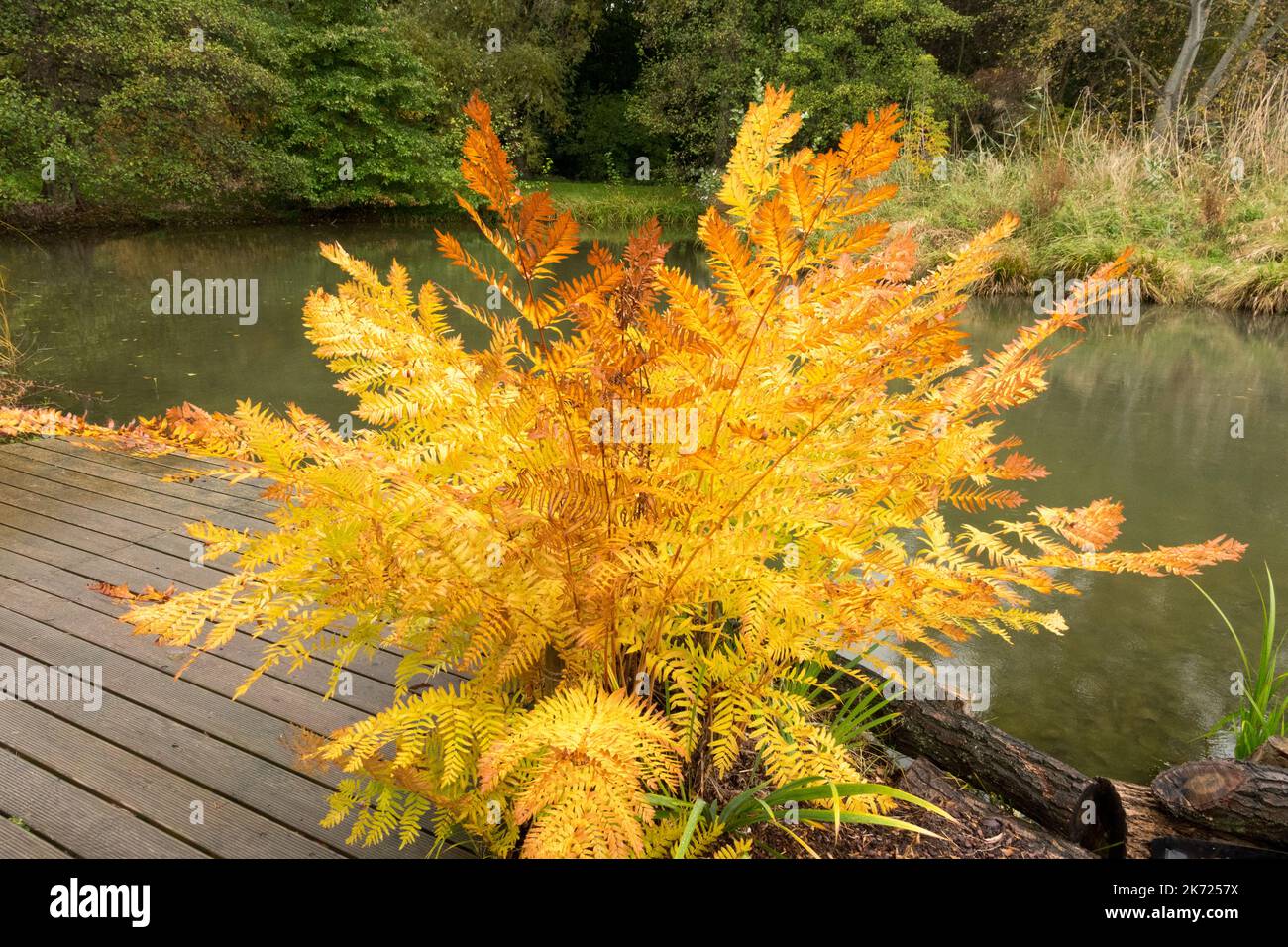 Osmunda regalis Herbstfarn, Gartenszene Teich Herbstfarn Stockfoto