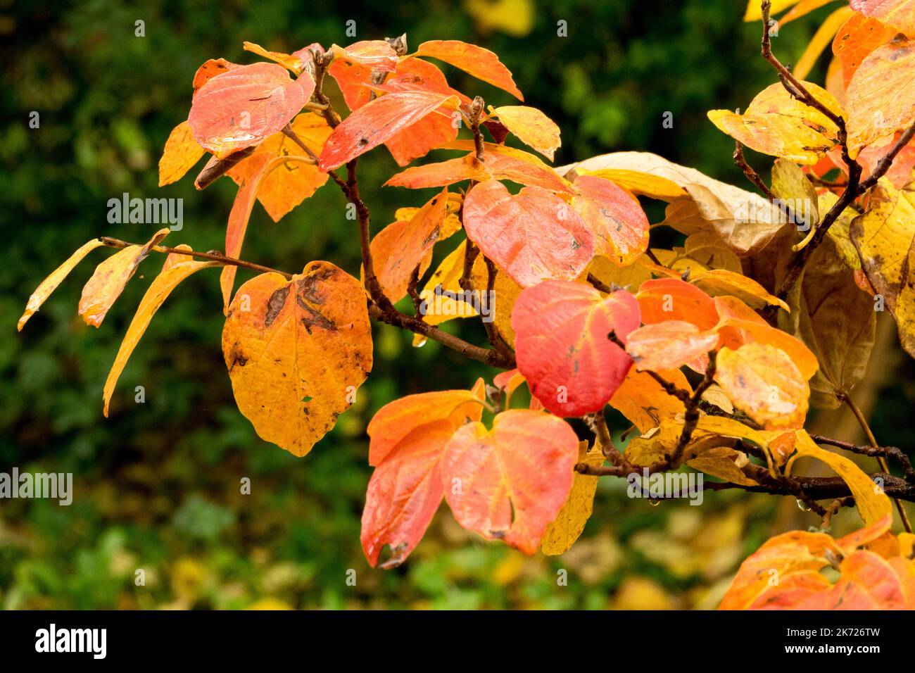 Fothergilla Major Autumn Mountain Hexe-Erle Stockfoto