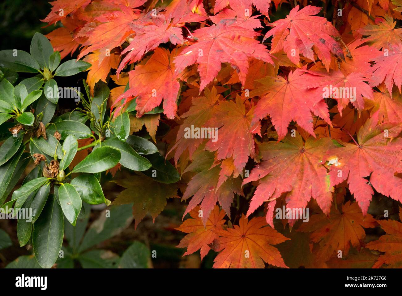 Herbst, Rot, Ahorn, Blätter, Rhododendron, Acer palmatum, japanisches Ahornblatt Stockfoto