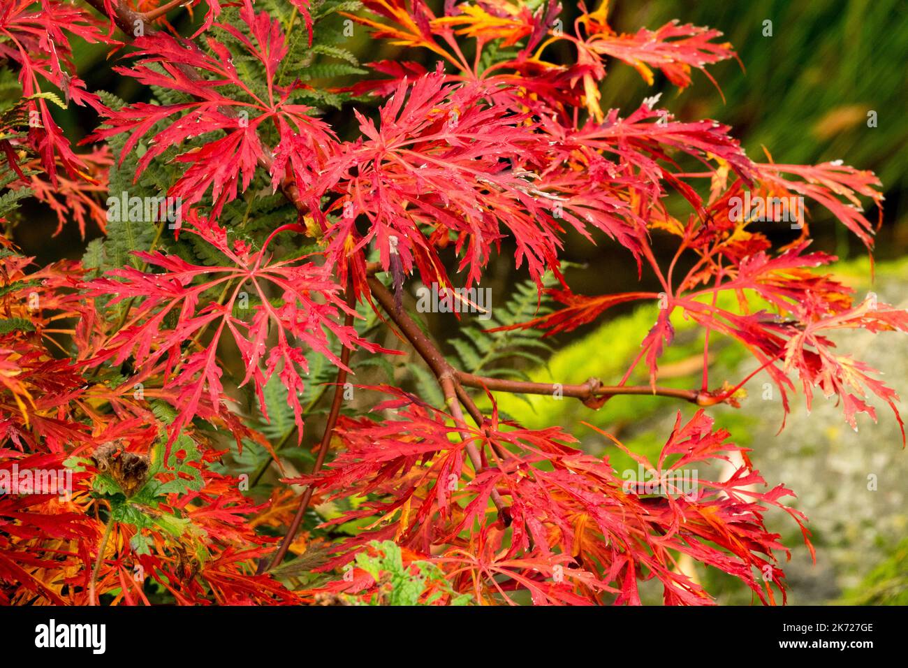 Rot, Herbst, Acer, Blätter, Acer japonicum 'Green Cascade', japanischer Ahorn, Vollmond-Ahorn, abgrünige japanische Ahornblätter Stockfoto