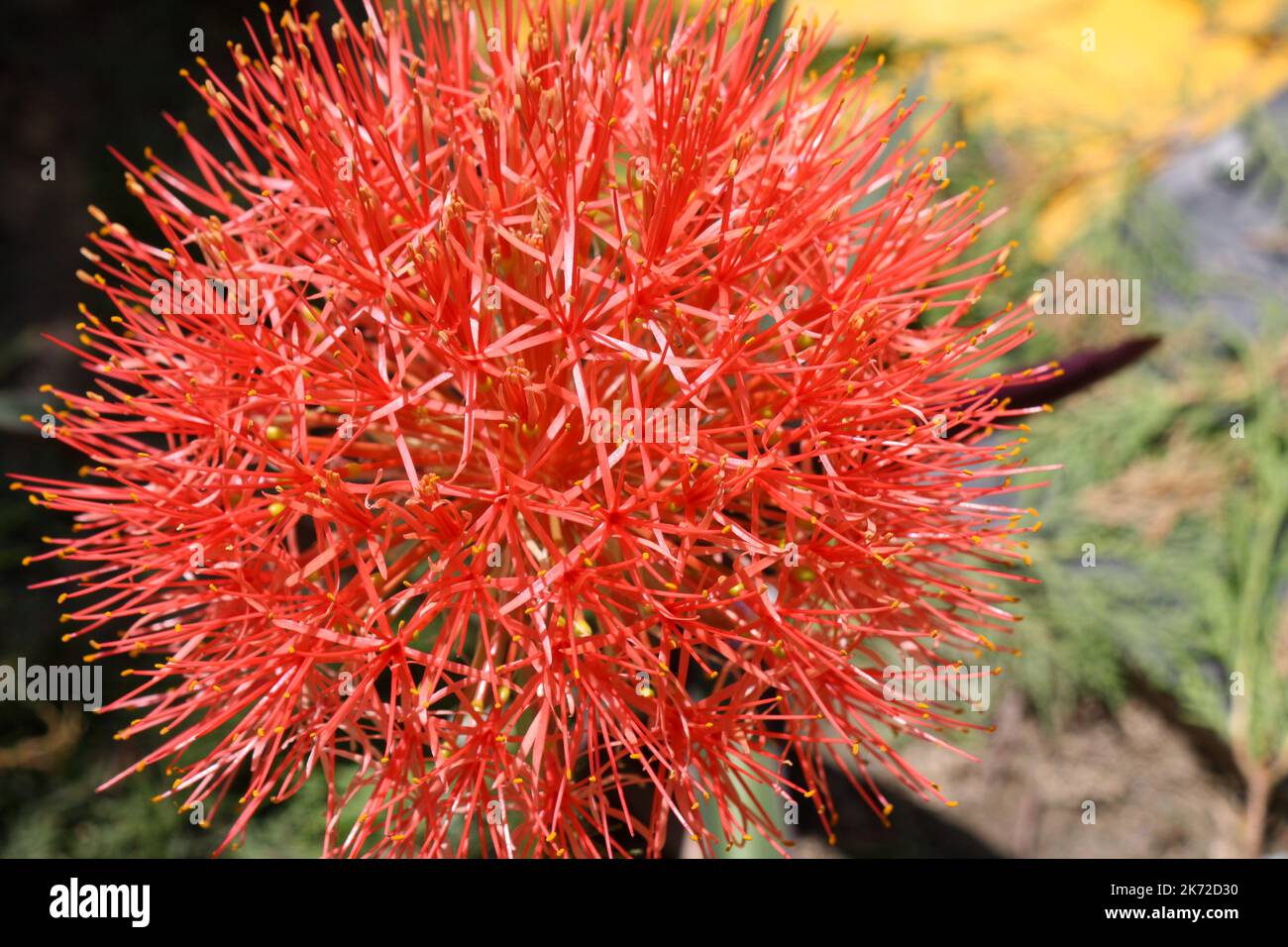 Feuerball-Lilie (Scadoxus multiflorus) in Blüte im Garten : (pix SShukla) Stockfoto