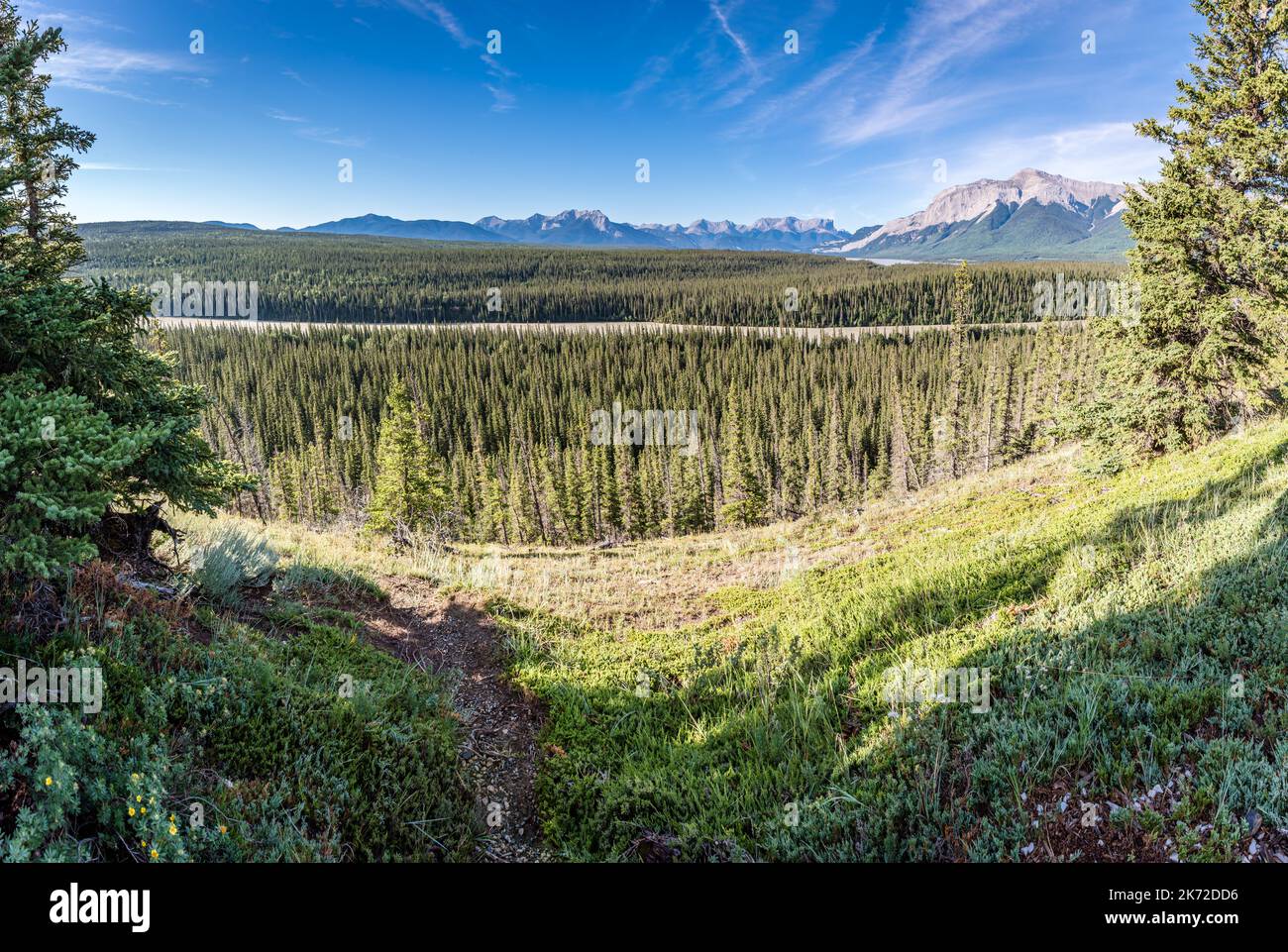 Solomon Lookout, in der Nähe von Brule, Alberta, mit Blick auf das Athabasca River Valley Stockfoto