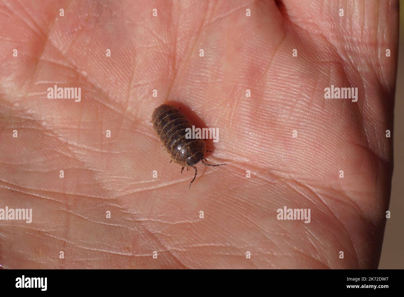 Nahaufnahme einer gewöhnlichen Pillenwanze, Kartoffelwanze, Pillenholzlaus, Roly-Poly, Doodle-Wanze, Oder Zimmermann (Armadillidium vulgare) auf einer Hand Familie Armadillidiidae Stockfoto