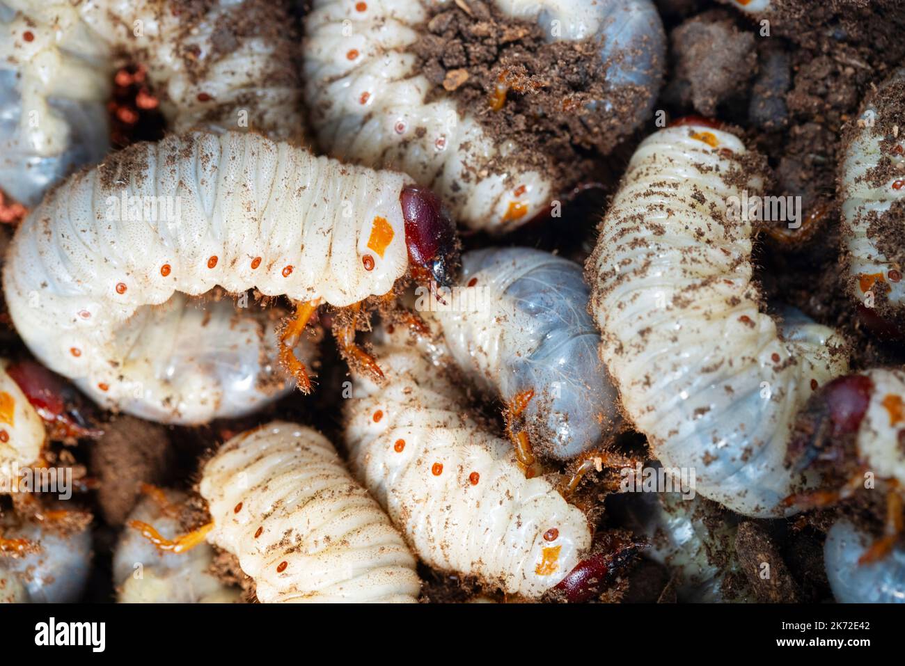 Große weiße Würmer in der Nähe können Larven oder Nashornkäfer im Boden anfressen Stockfoto