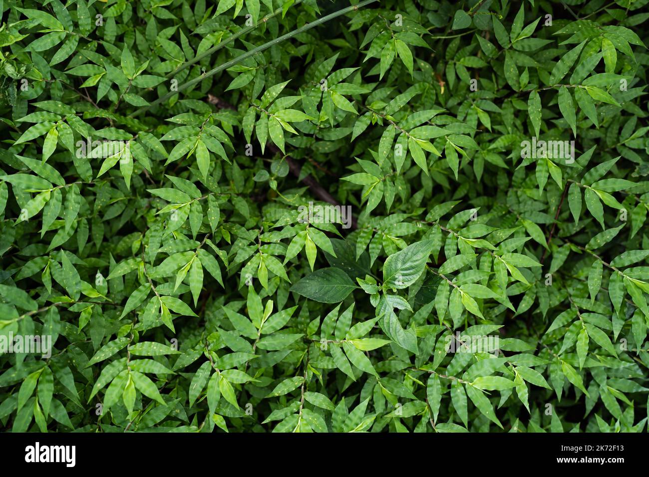 Korb Gras Vollformat Hintergrund. Natürliche Tapete mit grünen Blättern. Stockfoto