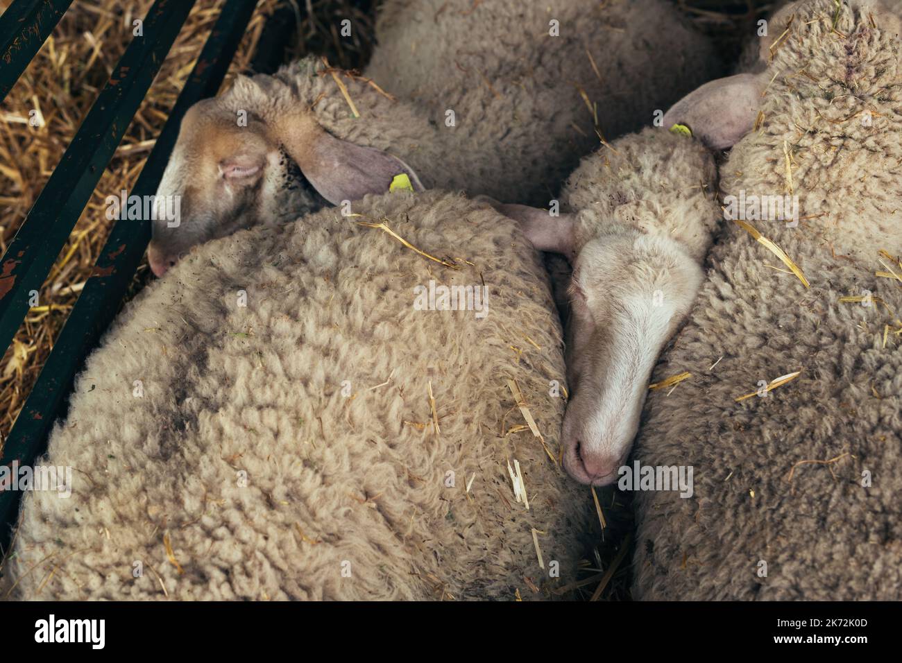 Württembergische Schafe im Farmstift, selektiver Fokus Stockfoto