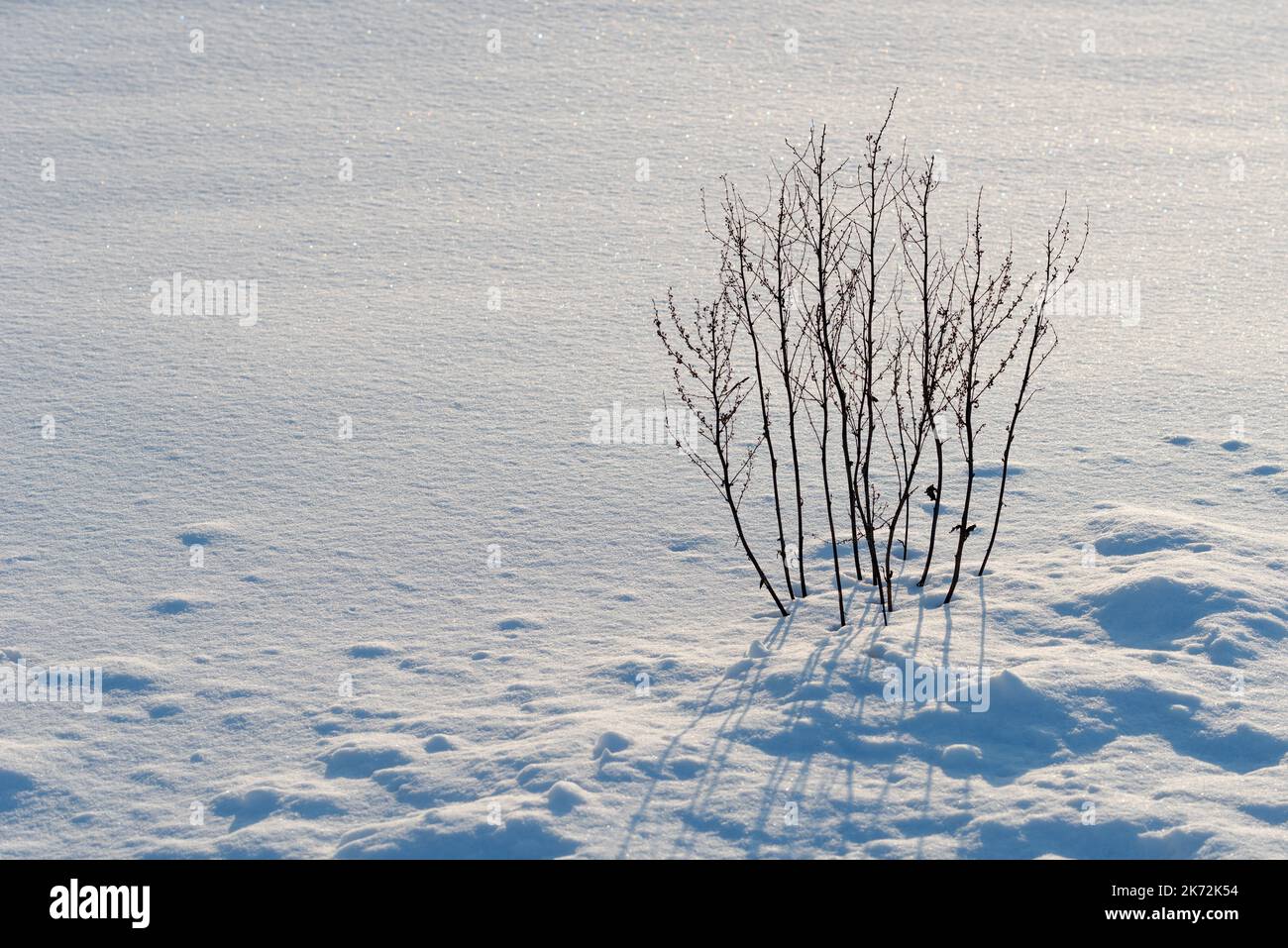 Trockenes Gras in reinem weißen Schnee im Winter mit Kopierraum Stockfoto