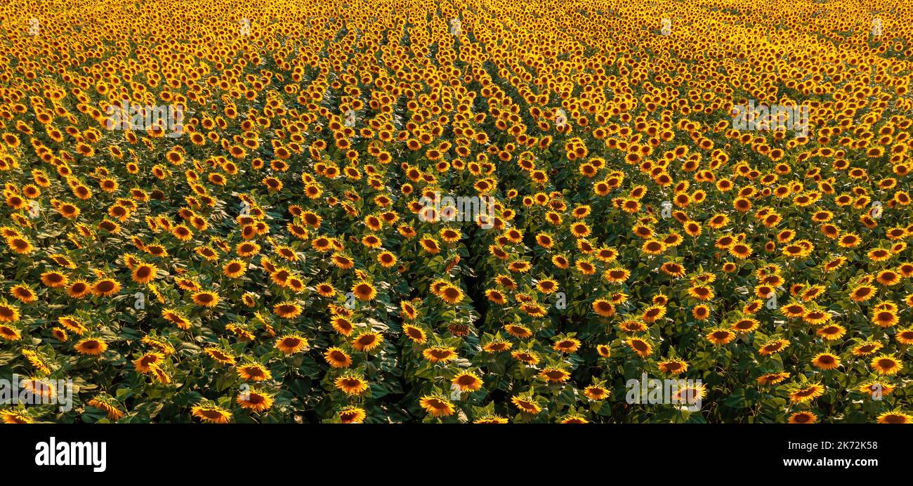 Luftaufnahme des blühenden Sonnenblumenfeldes im Sommer bei Sonnenuntergang von Drohne pov, Hochwinkel-Ansicht Stockfoto