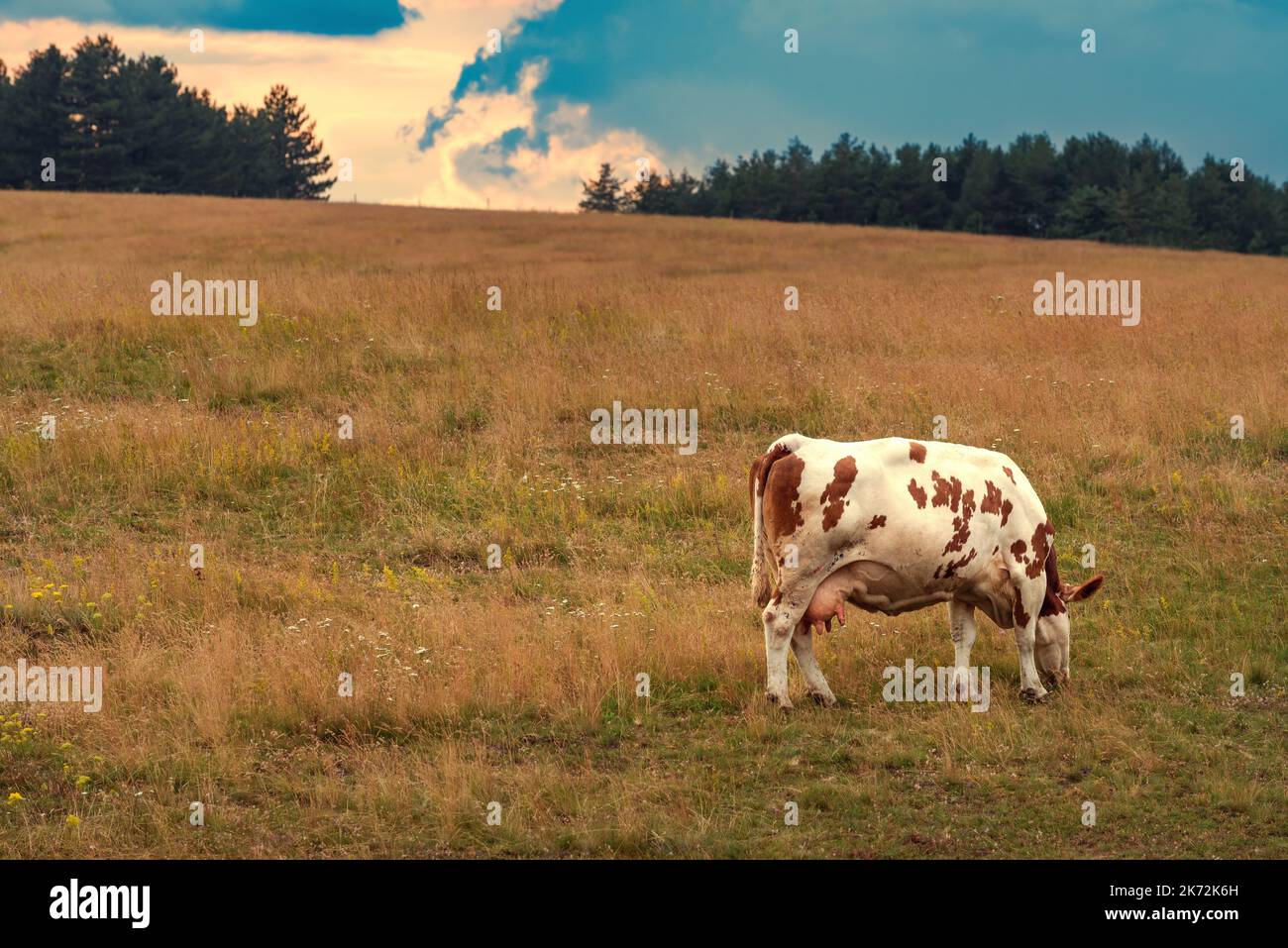 Freilandkuh auf Zlatibor Weideland grast im Sommer bei bewölktem Sonnenuntergang auf Gras, selektiver Fokus Stockfoto