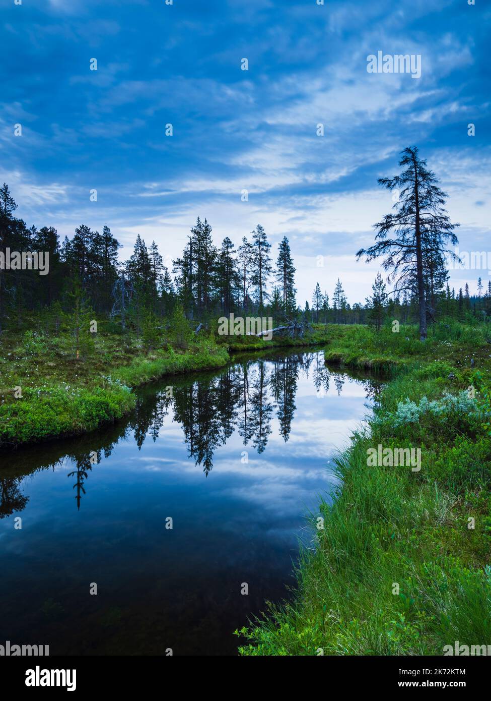 Bäume im Fluss Stockfoto