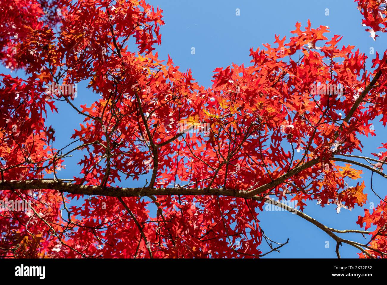 Rote Herbstblätter der Eiche (Quercus palustris) Stockfoto