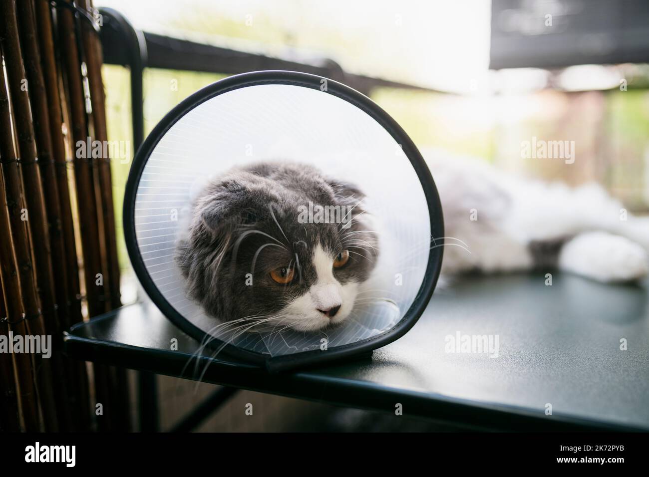 Katze trägt Tierkragen Stockfoto
