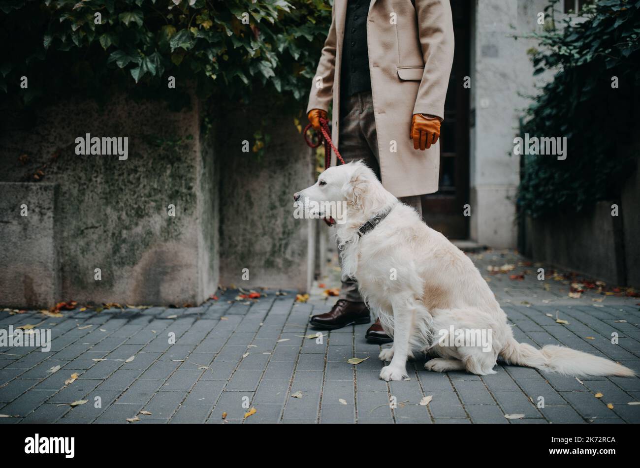 Niedriger Abschnitt des eleganten älteren Mannes, der seinen Hund im Freien in der Stadt läuft. Stockfoto