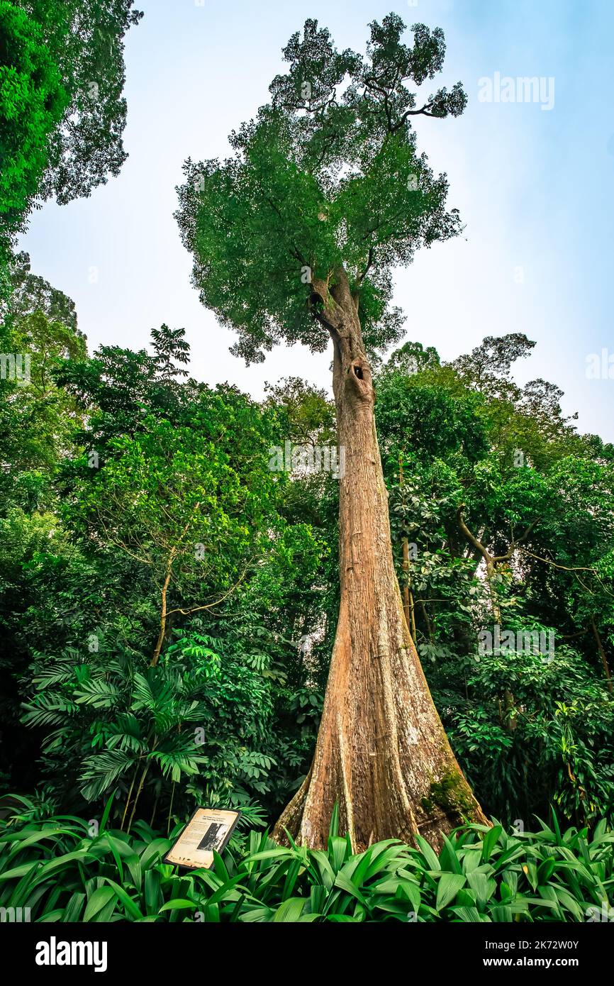 Heritage Tree in den Botanischen Gärten von Singapur. Ein UNESCO-Weltkulturerbe von Singapur. Stockfoto