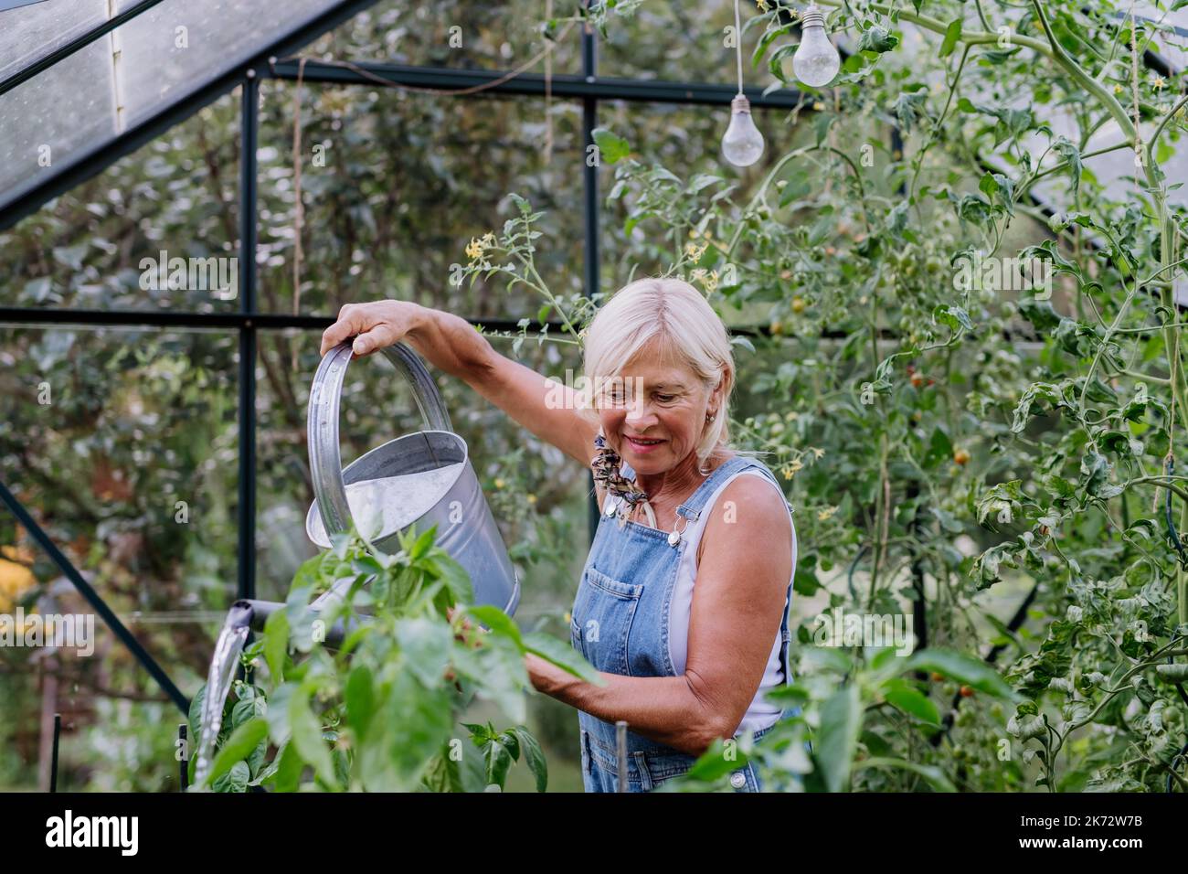 Ältere Frau im Garten zu Hause, die Gemüse in ihrem Gewächshaus gießt. Stockfoto