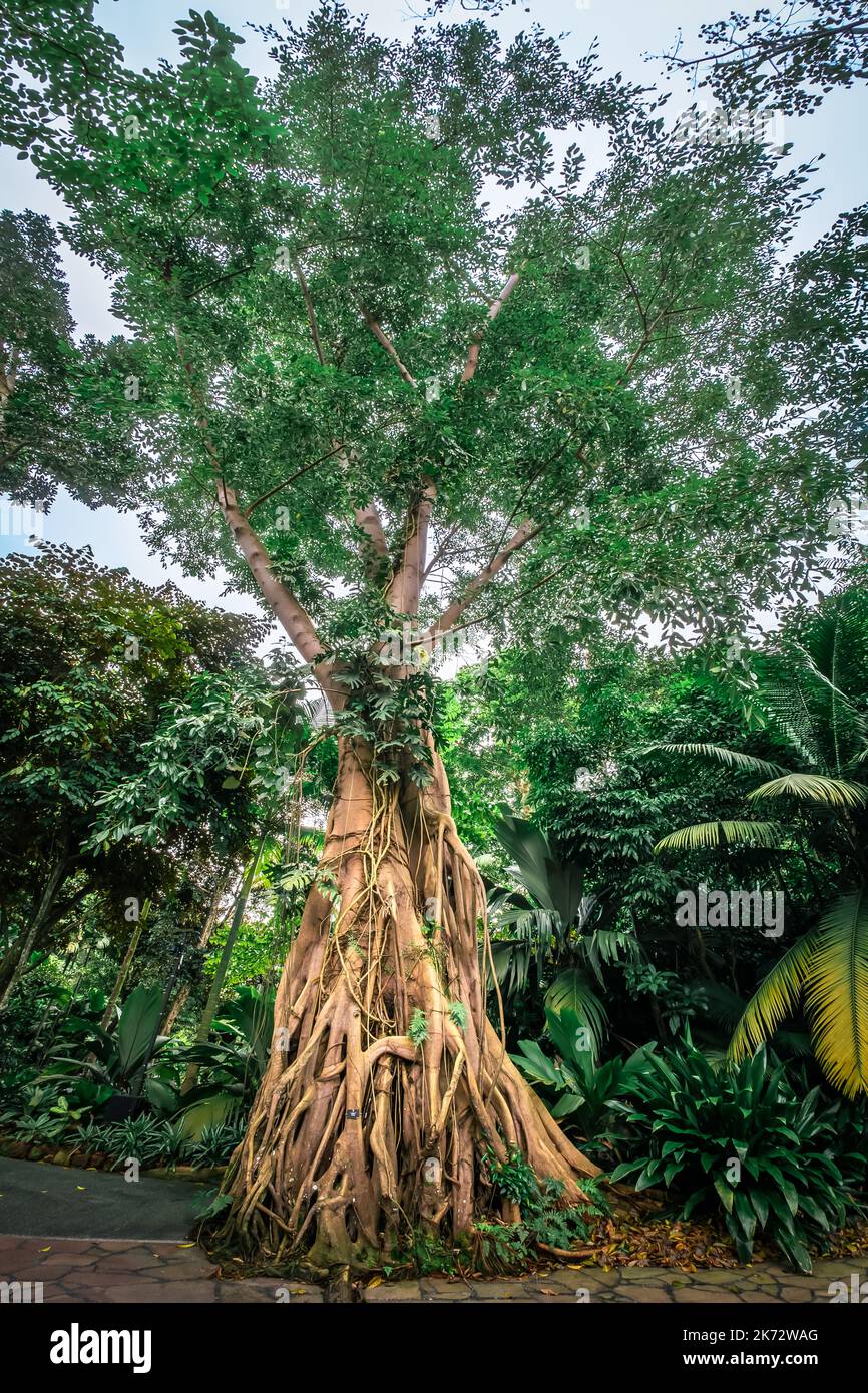 Heritage Tree in den Botanischen Gärten von Singapur. Ein UNESCO-Weltkulturerbe von Singapur. Stockfoto