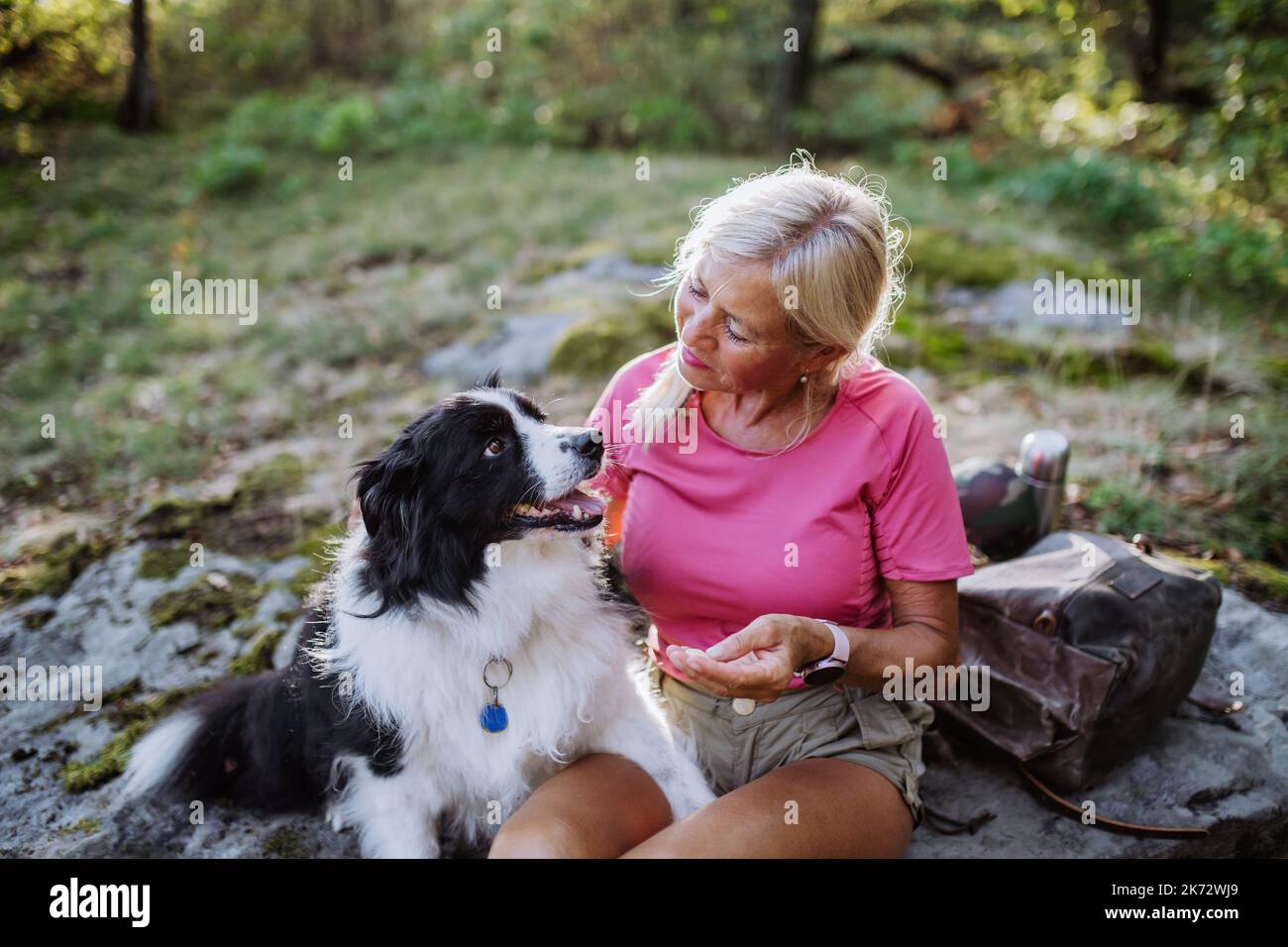 Ältere Frau, die ihren Hund während eines Waldspaziergangs trainiert. Stockfoto