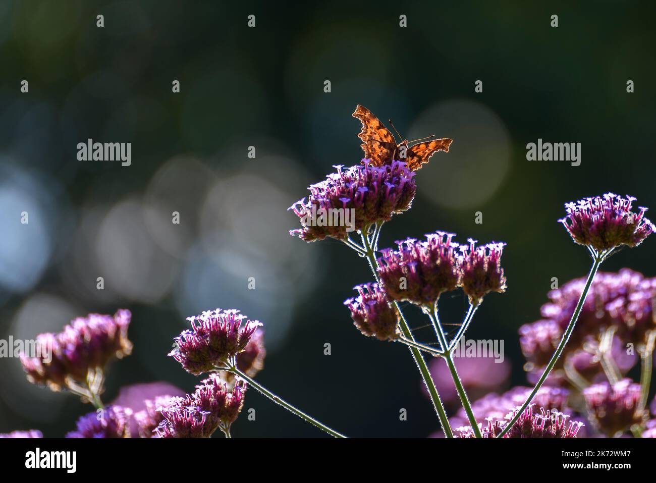 Schmetterling auf lila Blume im Gegenlicht Stockfoto