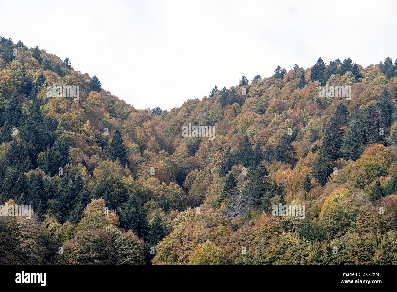 Pian del cansiglio während der Herbstsaison. Venedig, Italien, 9. Oktober 2022 Stockfoto