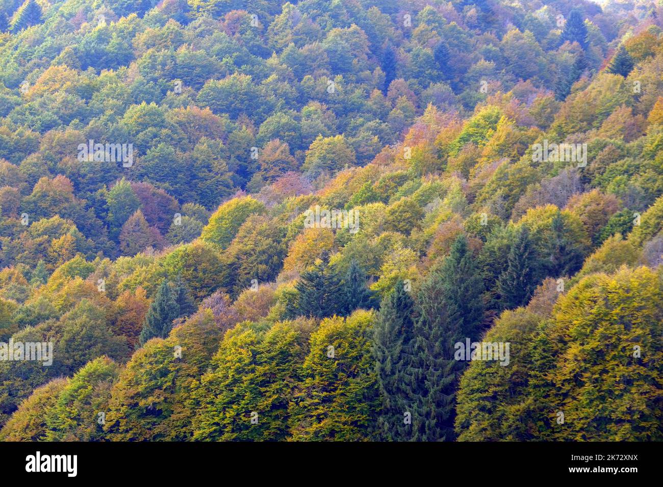 Pian del cansiglio während der Herbstsaison. Venedig, Italien, 9. Oktober 2022 Stockfoto