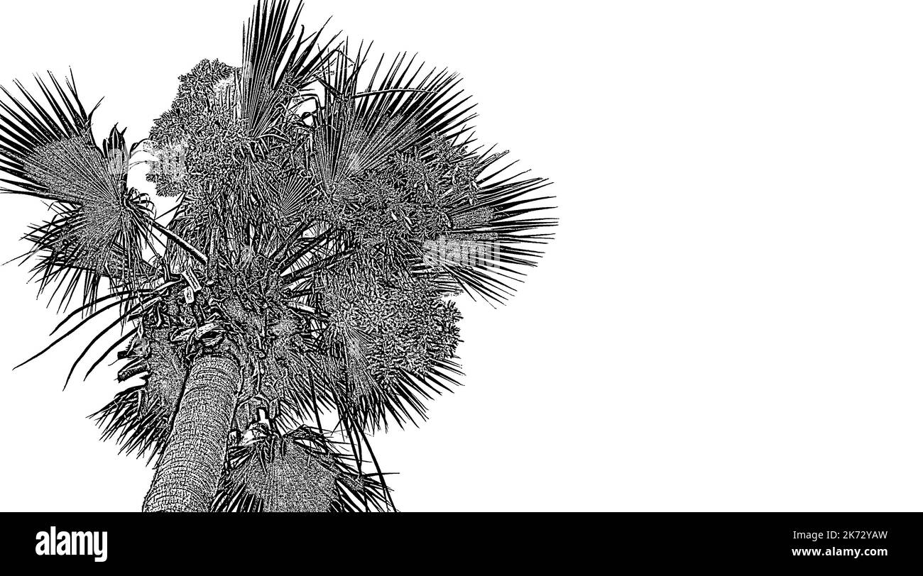 Coco Palmendecke. Monochrome digitale Zeichnung, weiße Textstelle. Sommerkonzept exotischer Inseln. Tropischer Hintergrund für Reiseposter, Postkarte Stockfoto