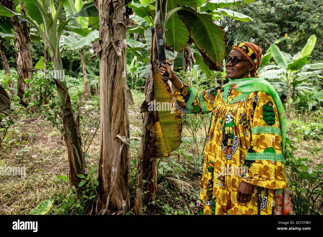 Marie-Thérèse Abena Ondoa (gelb), Ministerin für Frauenförderung und die Familie, leistet traditionelle ländliche Arbeit in einer Bananenplantage. Stockfoto