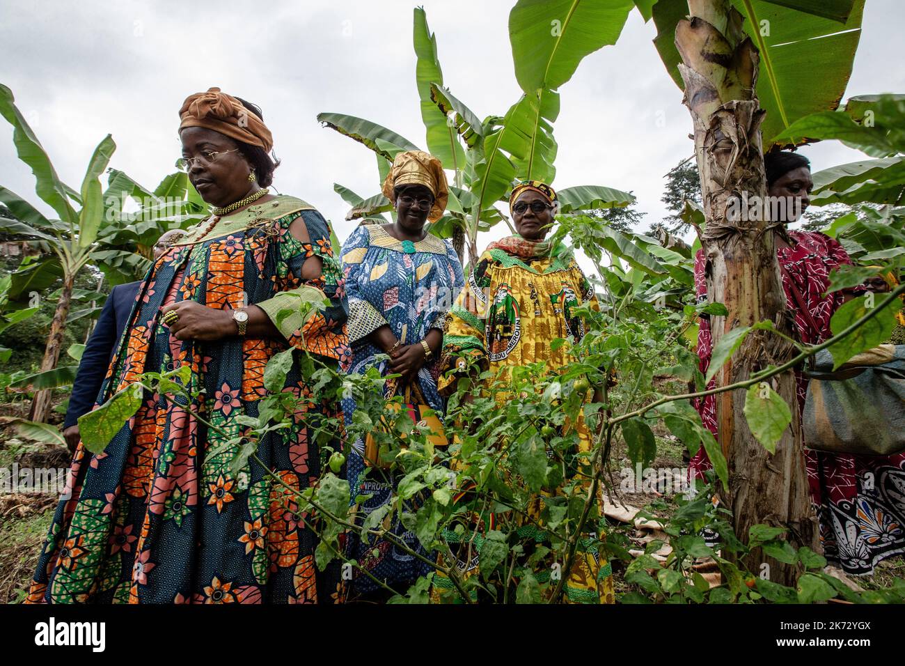 Marie-Thérèse Abena Ondoa (gelb), Ministerin für Frauenförderung und die Familie, leistet traditionelle ländliche Arbeit in einer Bananenplantage. Stockfoto
