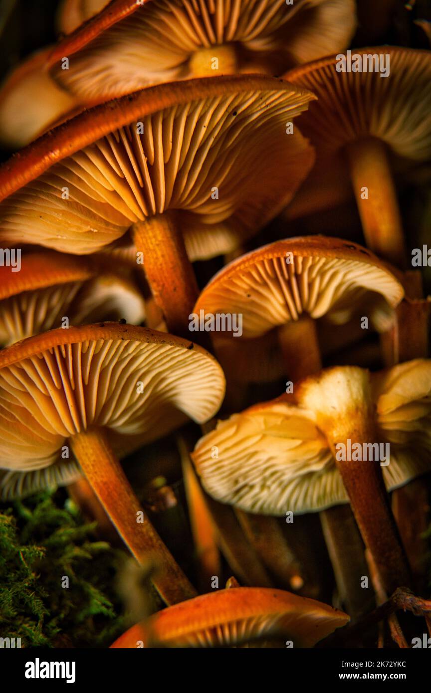Pilz Mit Samtschaft Stockfoto