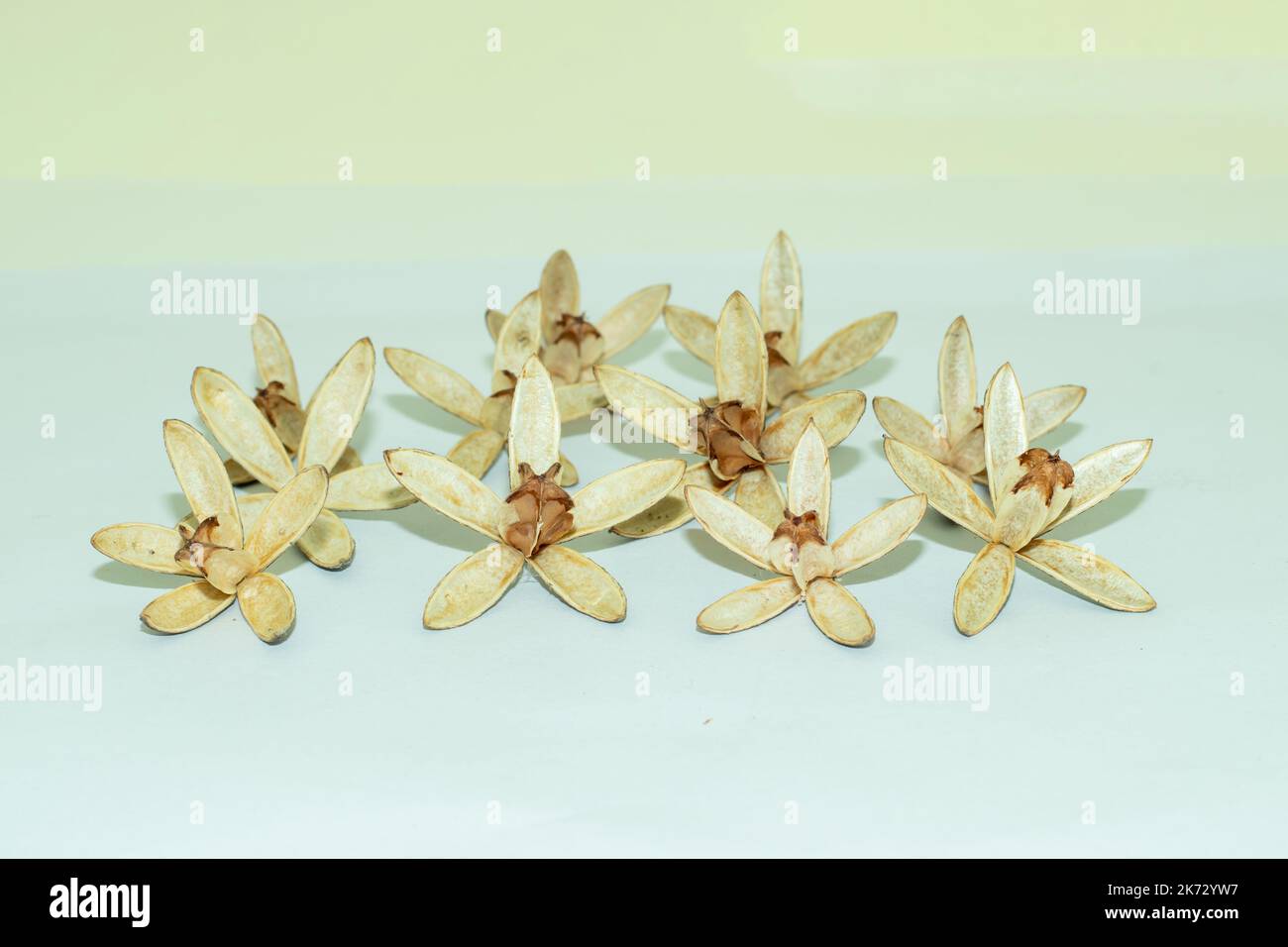 Toona Sinensis Samen, allgemein als chinesisches Mahagoni, chinesische Zeder, chinesische Toon oder Red Toon ist eine Art von Toona aus dem Osten Stockfoto