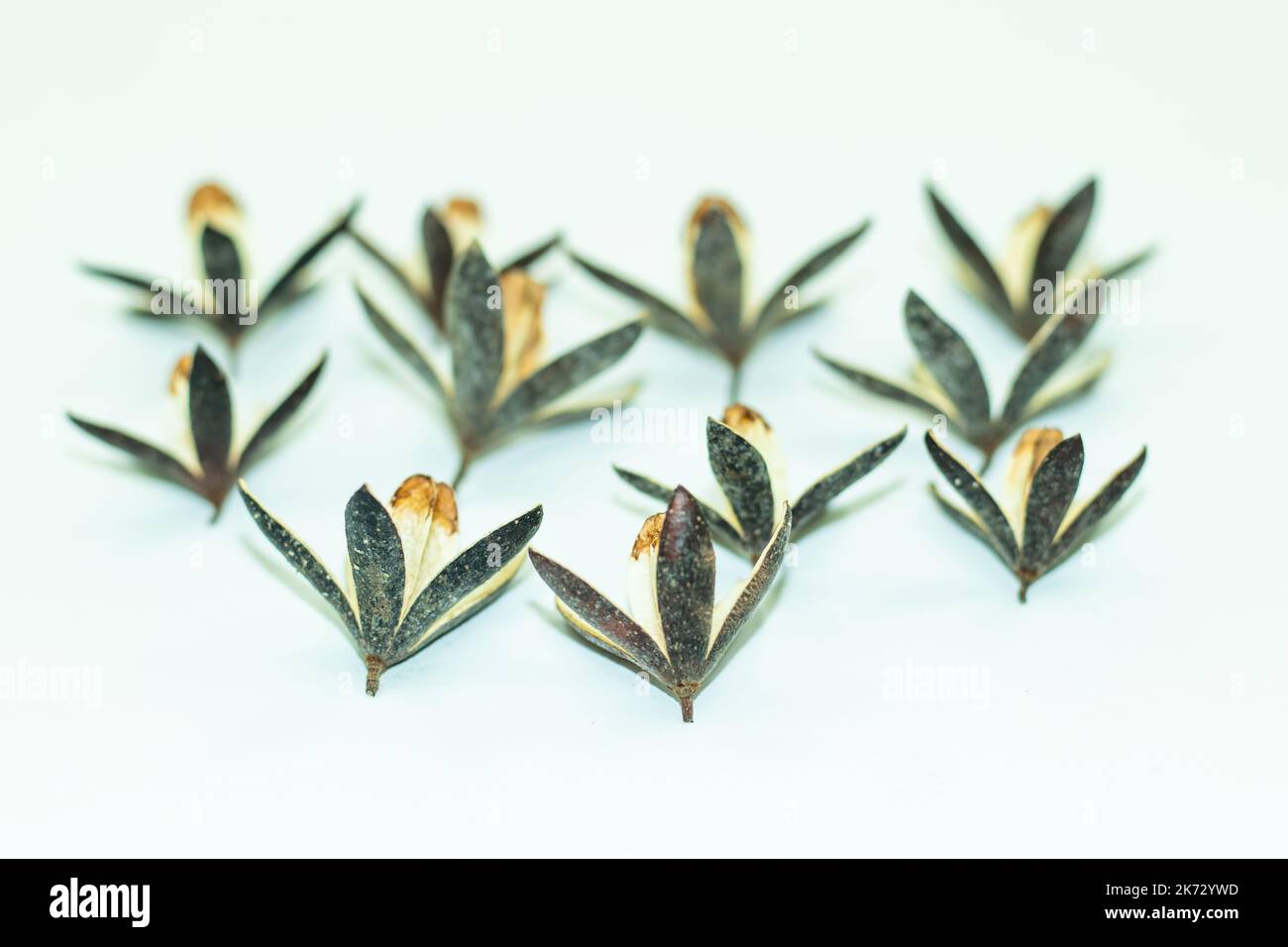 Toona Sinensis Chinesischer Mahagoni ist ein atemberaubend schöner ornamentaler Samen, der gemeinhin als Chinesischer Mahagoni, Chinesischer Zeder, Chinesischer Toon oder Rottoon bezeichnet wird Stockfoto
