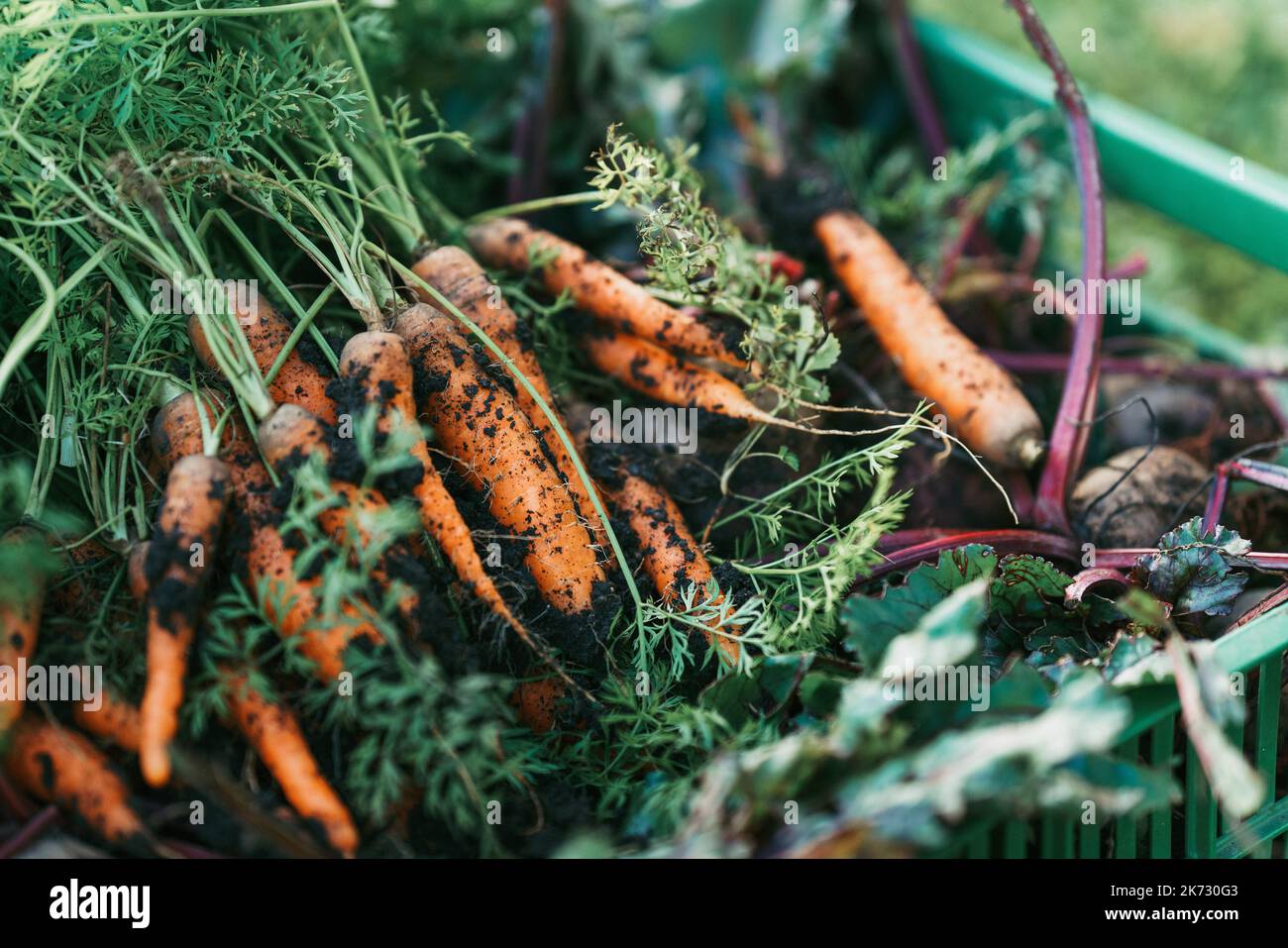 Nahaufnahme von Karotten und Rote Beete in einer Plastikbox in einem Garten. Stockfoto