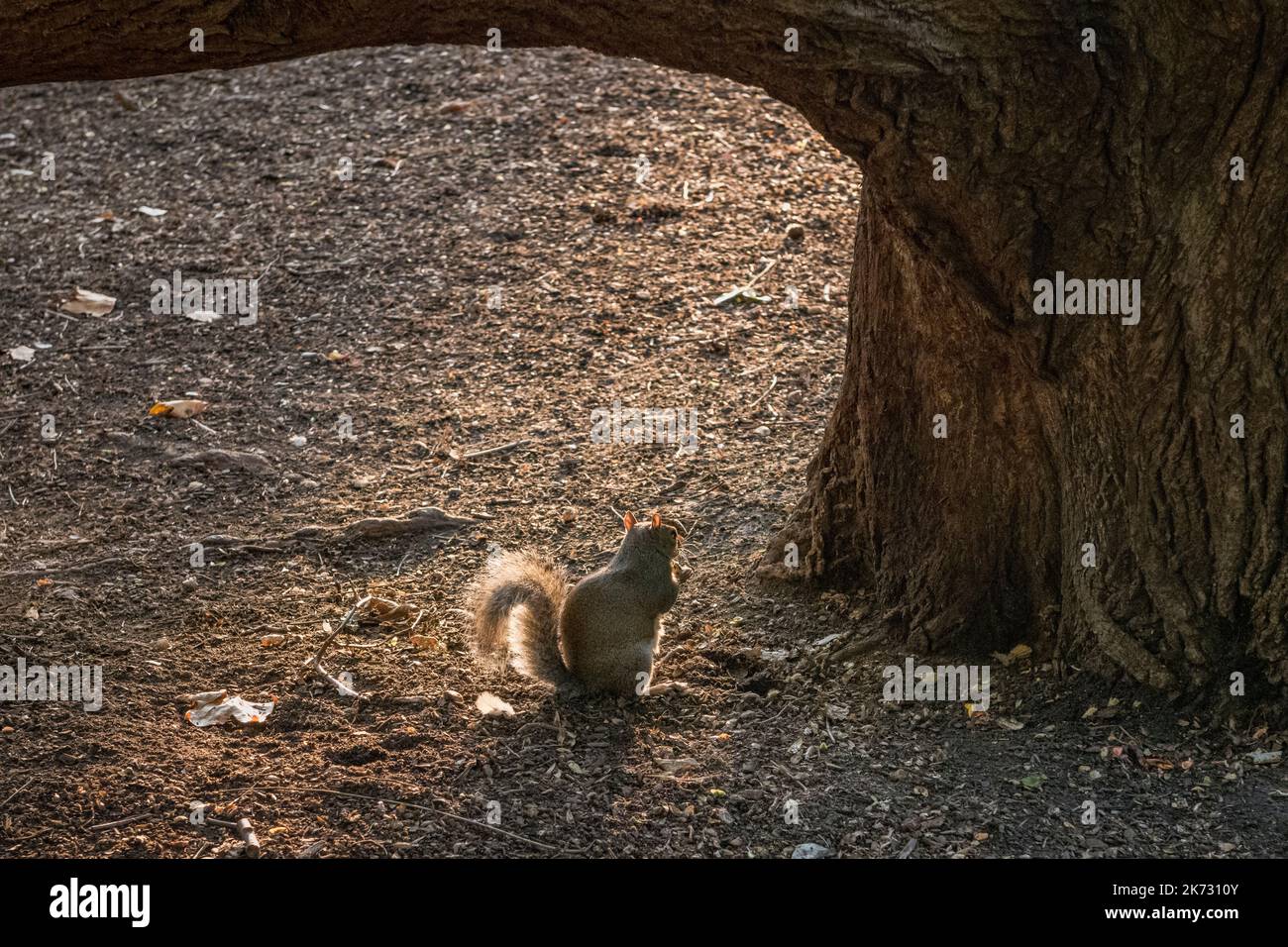 Ein graues Eichhörnchen (Sciurus carolinensis), das im St James's Park im Zentrum von London, Großbritannien, eine Nuss frisst Stockfoto