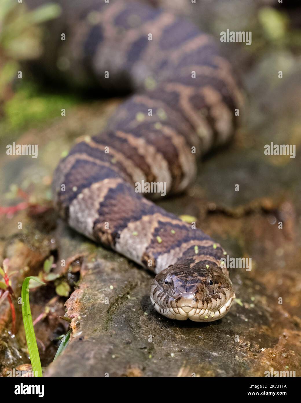 Nördliche Wasserschlange (Nerodia sipedon sipedon), die sich auf einem Baumstamm sonnt - Pinery Provincial Park, Ontario, Kanada Stockfoto